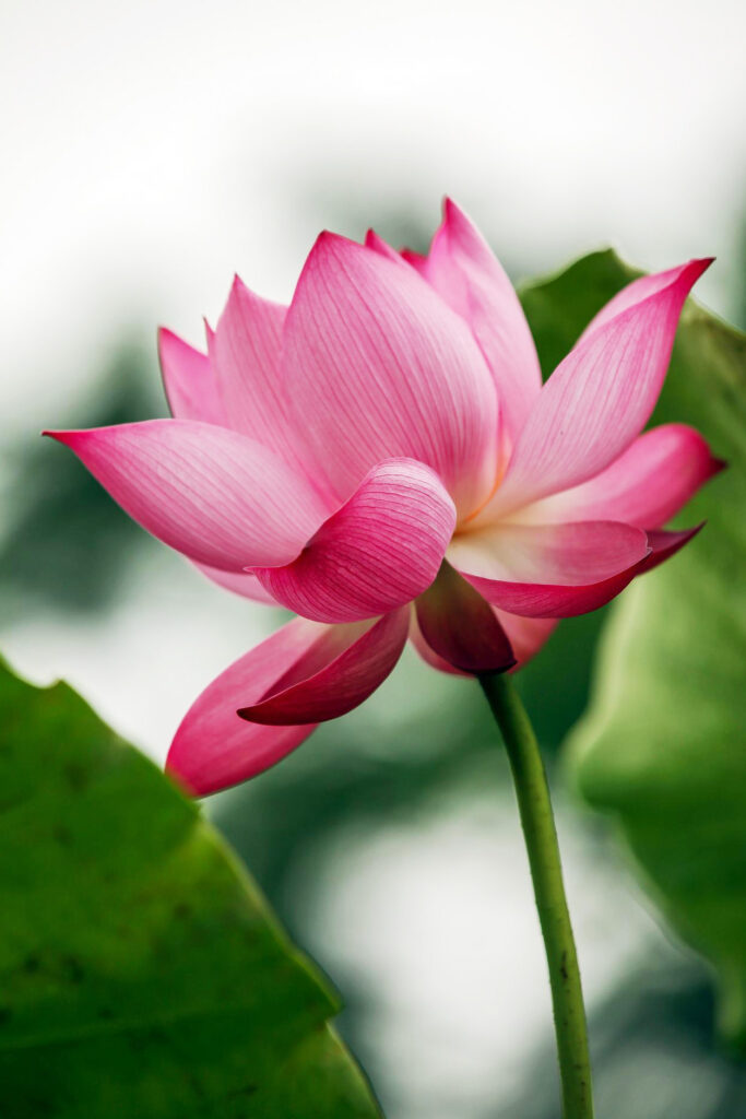 Bild einer rosafarbenen Lotusblüte