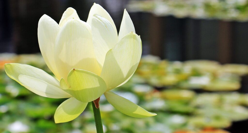 Bild einer weißen Lotusblüte