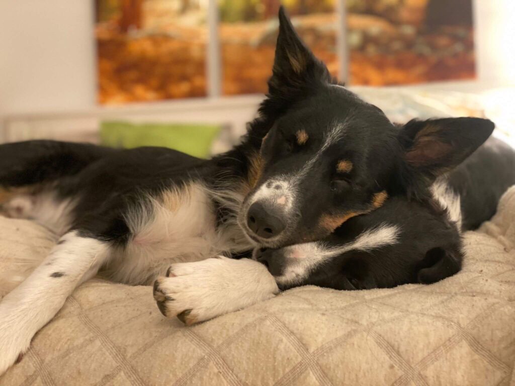 Entspannte Hunde nach einer Massage